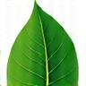 Green leaf icon